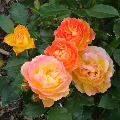 Naranja - rosa - Rosas híbridas de té